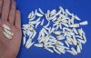 100 Small Florida Alligator Teeth for Sale 3/4 to 1-1/4 inches - Buy these <font color=red>100 @ .45 each</font> Plus $5.50 First Class Mail Shipping