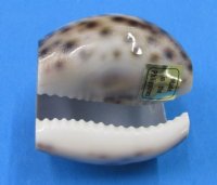 Carved Flower Tiger Cowrie Seashell Napkin Rings - $10.99 a dozen; 3 dozen @ $9.60 a dozen