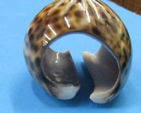 Carved Flower Tiger Cowrie Seashell Napkin Rings - $10.99 a dozen; 3 dozen @ $9.60 a dozen