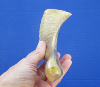 10 inches Polished Sheep, Ram's Horn Shofar for $14.99