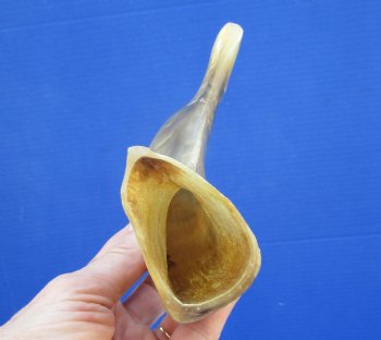 10 inches Polished Sheep, Ram's Horn Shofar for $14.99