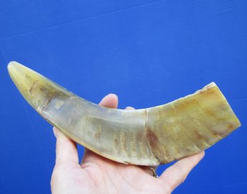 10 inches Polished Sheep, Ram's Horn Shofar for $14.99