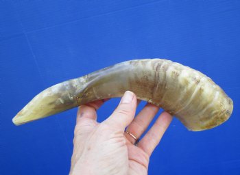 10 inches Polished Sheep, Ram's Horn Shofar for $14.99