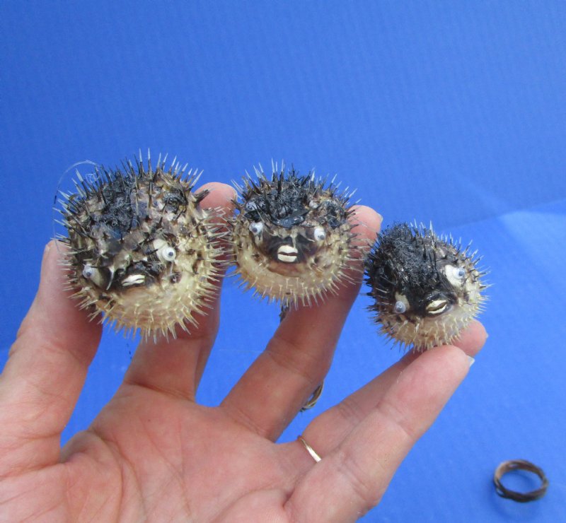 Dried Baby Porcupine Blowfish Under 21/2 Inches 1.00 each