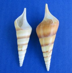 Tibia Curta Shells,...