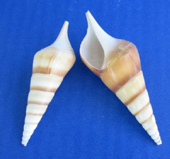 Tibia Curta Shells, Indian Tibia, 2-1/2 to 3 inches - 50 @ .29 each; 100 @ .26 each