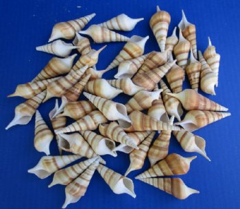 Tibia Curta Shells, Indian Tibia, 2-1/2 to 3 inches - 50 @ .29 each; 100 @ .26 each