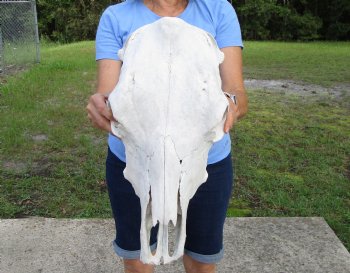 17-1/2 inches Cow Skull for Skull, Grade B, for Painting and Carving  - Buy this one for $37.99