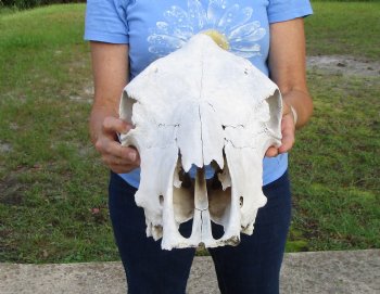 17-1/2 inches Cow Skull for Skull, Grade B, for Painting and Carving  - Buy this one for $37.99