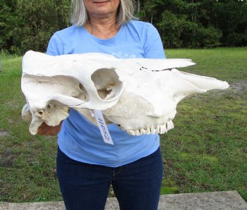 17-1/2 inches Cow Skull for Skull, Grade B, for Painting and Carving  - Buy this one for $37.99
