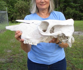 17-1/2 inches Cow Skull for Skull, Grade B, for Painting and Carving  - Buy this one for $37.99