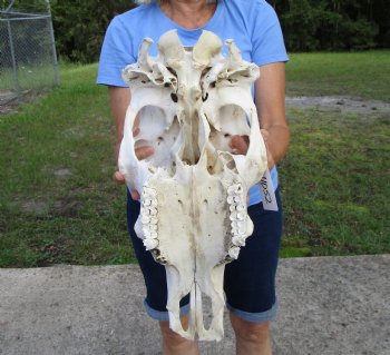 17-1/2 inches Cow Skull for Skull, Grade B, for Painting and Carving  - Buy this one for $37.99