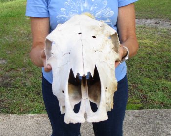 18-1/2 inches Authentic Cow Skull, Grade B for Sale  - Buy this one for $37.99