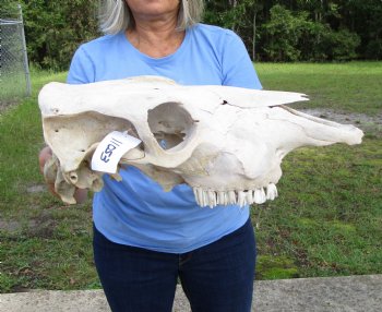 18-1/2 inches Authentic Cow Skull, Grade B for Sale  - Buy this one for $37.99