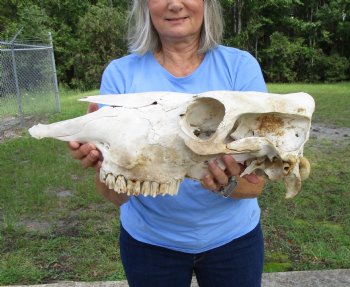 18-1/2 inches Authentic Cow Skull, Grade B for Sale  - Buy this one for $37.99