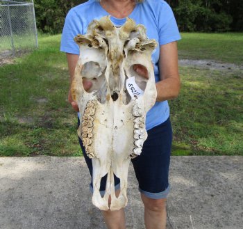 18-1/2 inches Authentic Cow Skull, Grade B for Sale  - Buy this one for $37.99