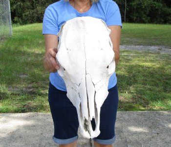 18 inches Cow Skull for Sale, Grade B - Buy this one for $37.99
