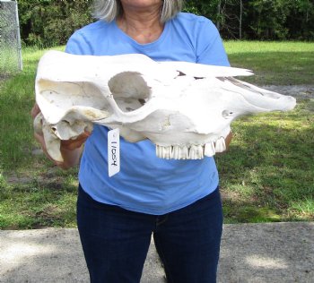 18 inches Cow Skull for Sale, Grade B - Buy this one for $37.99
