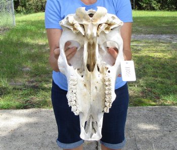 18 inches Cow Skull for Sale, Grade B - Buy this one for $37.99