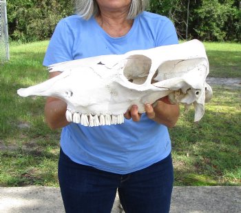 18 inches Cow Skull for Sale, Grade B - Buy this one for $37.99