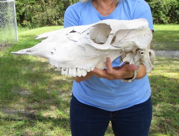 17 inches Cow Skull for Sale Grade B, (damaged nose tip) - Buy this one for $32.99