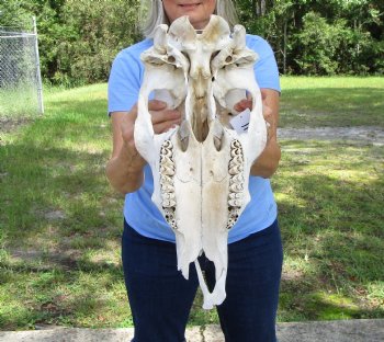 17 inches Cow Skull for Sale Grade B, (damaged nose tip) - Buy this one for $32.99
