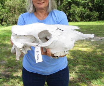 17 inches Cow Skull for Sale Grade B, (damaged nose tip) - Buy this one for $32.99
