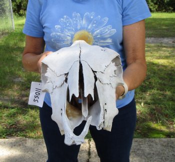 17 inches Cow Skull for Sale Grade B, (damaged nose tip) - Buy this one for $32.99