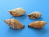 3-1/2 pounds of Small Brown Chulla Strombus Conch Shells 1 to 1-1/2 inches - Sold by the gallon for $8.99; 3 gallons or More @ $6.40 a gallon