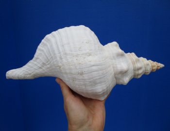13-1/4 by 5-1/2 inches Extra Large Horse Conch Shell for Sale - Buy this one for $49.99