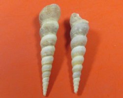 3 to 4 inches Turritella Duplicata Auger Shells for Sale in Bulk - 100 @ .29 each; 200 @ .26 each;