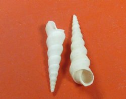 1 to 3 inches White Auger Shells, Turritella Duplicata - One Case: 16 kilos @ $5.63 a kilo; <font color=red> Wholesale</font> 2 Cases @ $4.50 a kilo