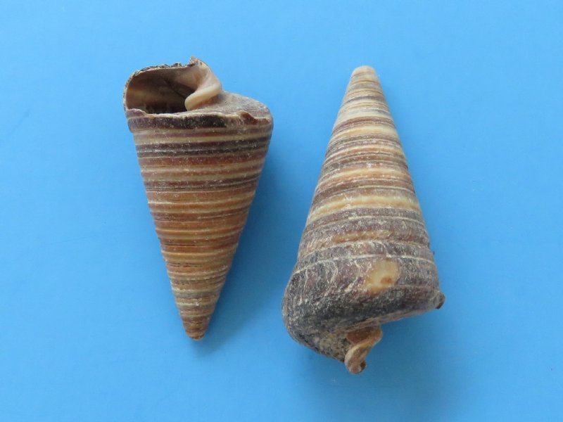 Bulk Case of 20 kilos Telescopium Auger Shells for Sale Priced 1.95 a kilo