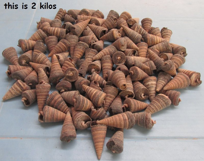 Telescopium Auger Shells for Sale in Bulk Priced 2 kilos 6 a bag