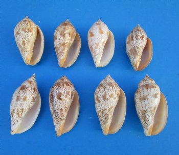 Voluta Lapponica Shells <font color=red> Wholesale</font>, 3 to 3-1/2 inches - 225 @ .40 each