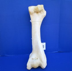 21-1/4 inches African Giraffe Humerus Leg Bone for $69.99