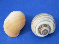 2 to 2-1/2 inches Pila Globosa, Apple Snail Shells for Hermit Crabs - 25 @ .40 each; 100 @ .34 each