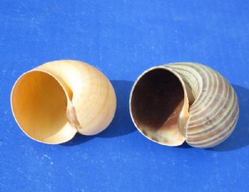 2 to 2-1/2 inches Pila Globosa, Apple Snail Shells for Hermit Crabs - 25 @ .40 each; 100 @ .34 each
