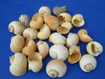 2 to 2-1/2 inches Pila Globosa, Apple Snail Shells for Hermit Crabs - 25 @ .40 each; 100 @ .34 each