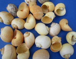 2 to 2-1/2 inches Pila Globosa Shells for Hermit Crabs, Apple Snail Shells  - Case: 700 @ .21 each