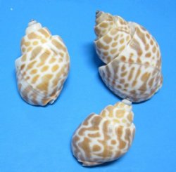 Babylonia Spirata Shells, 1-1/2 to 2 inches -  $6.80 a  kilo; 3 @ $6.00 a bag