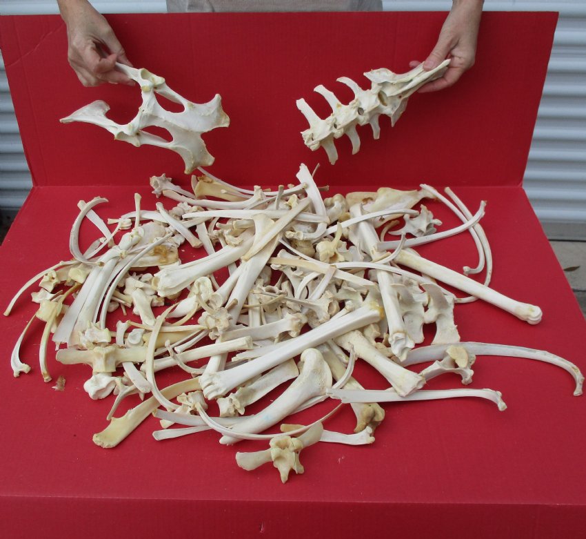 8 pound box Assorted Animal Bones for Sale at Worldwide Wildlife Products
