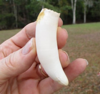 3 inches Authentic Large Alligator Tooth from a Florida gator 