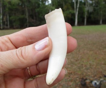 3 inches Authentic Large Alligator Tooth from a Florida gator 
