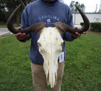 23-1/2 inches wide Blue Wildebeest Skull <font color=red> Discount Grade B</font> for $69.99