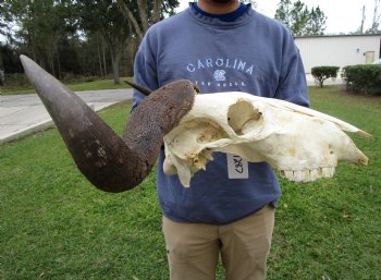23-1/2 inches wide Blue Wildebeest Skull <font color=red> Discount Grade B</font> for $69.99