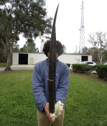 Large Gemsbok Skull Plate with 35 and 38 inches Horns <font color=red> Grade B </font> for $69.99