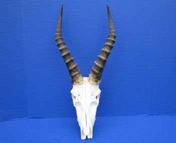 African Blesbok Skull with 15 Inches Horns <font color=red> Discount Grade B</font> for $69.99
