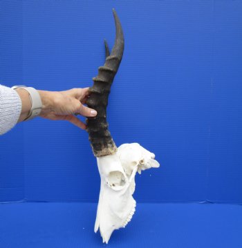 African Blesbok Skull with 15 Inches Horns <font color=red> Discount Grade B</font> for $69.99