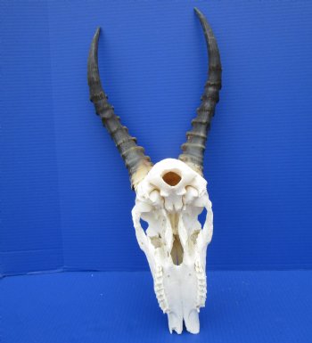African Blesbok Skull with 15 Inches Horns <font color=red> Discount Grade B</font> for $69.99